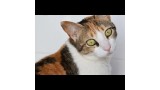 Yoli.  Gato en adopcion que busca casa.