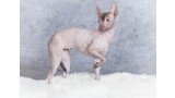 Xoloitzcuintle. 