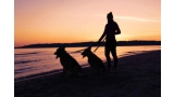 Perros con mujer en la playa