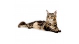 Maine Coon. 
