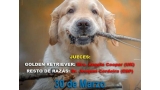 Golden Retriever. XXII EXPOSICIÓN MONOGRÁFICA DE RETRIEVERS 2019