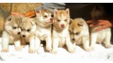 Siberian Husky. CACHORROS DE DEVER Y BRISA