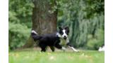 Border Collie.