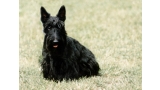 Scottish Terrier sentado en la hierba
