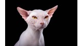 Sphynx.  Sphynx.