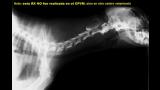 Nota: esta RX NO fue realizada en el CPVM, sino en otro centro veterinario.
