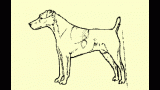 Parson Russell Terrier. Mala, por escasa, angulación posterior