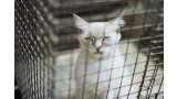 Gato encerrado en una jaula