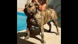 Dogo Canario. Marquesa