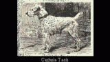 Parson Russell Terrier. Carlisle Tack