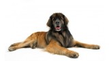 Leonberger. 