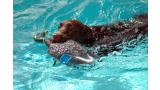 Labrador Retriever nadando con pato de juguete en la boca