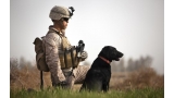 Labrador Retriever entrenado para servicio militar