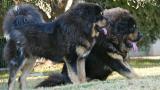 Dogo del Tibet. Hembra y macho criados en España
