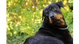 Rottweiler.