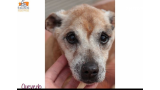 Quevedo. Perro en adopcion que busca casa.