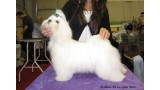 Bichón Maltés. DUENDE ÉLFICO DE LA XANA ASTUR (JUNIOR)