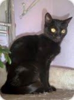 Comun Europeo. Saskia