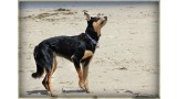 Australian Kelpie. Janus Serendipity Australian Kelpie. Janus Serendipity