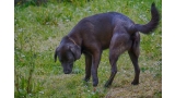 Labrador Retriever color chocolate