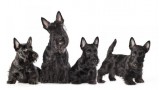 Cachorros de Scottish Terrier negro sobre fondo blanco