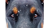 Mirada de un perro entre copos de nieve