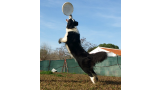 Border Collie. GIB.JR. CH CASIA DE TARAWAY