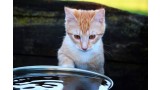 Por qué los gatos odian el agua