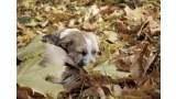 Cachorro durmiendo entre las hojas