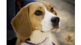 Beagle.