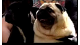 Perro Pug dice  Batman  (Foto  captura del vídeo)