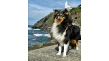 Shetland Sheepdog. Hildasey You are my Life da Casa Mont´Alves (Timba)