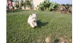 West Highland White Terrier tras pelota