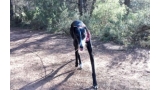 Galgo Español. Dama1 Perro en adopcion que busca casa.