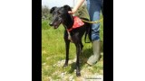 Galgo Español. Grace.  Perro en adopcion que busca casa. Galgo Español. Grace.  Perro en adopcion que busca casa.
