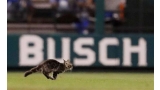 El gato que le dio suerte a los Cardenales en el estadio Busch (Foto AP)