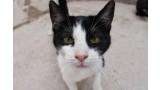 Mikel.  Gato en adopcion que busca casa.
