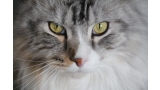 Detalle de la cara de un gato Maine Coon