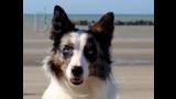 Border Collie. Blue Eyes, foto gentileza de Amandine