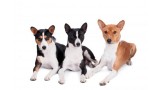 Basenji. 