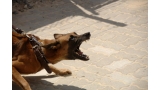 Perro con actitud agresiva