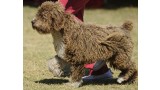 Perro de Agua Español. 