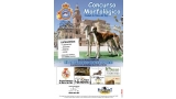 Belleza. CONCURSO MORFOLÓGICO del GALGO ESPAÑOL (Valladolid   España)