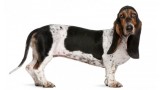 Basset Hound.  Basset Hound.