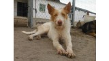 Lys.  Perro en adopcion que busca casa.