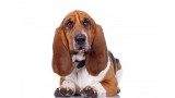 Basset Hound.  Basset Hound.