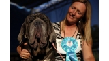 Martha  mastín napolitano  ganó el Concurso del perro más feo del mundo 2017 (JUSTIN SULLIVAN)
