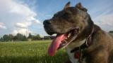 Pit Bull Terrier. Pit Bull Terrier. Una mujer muere en Ciudad Real después de que un pitbull atacará a sus perros