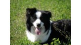 Border Collie. KIMI