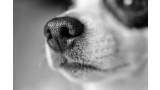 Jack Russell Terrier.